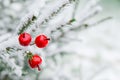 Christmas decoration red large winter berries on a snow-covered branch. Christmas tree toy on the branches of a spruce covered Royalty Free Stock Photo