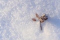 Christmas decoration on white fresh snow in sunny winter day. Small bouquet of pine cones, copy space. Merry Christmas and happy Royalty Free Stock Photo