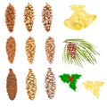 Pine cones natural and golden pine cones and snow pine cones vector Royalty Free Stock Photo