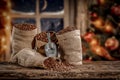 Christmas decorations and fresh coffee beans in jute sack with blurred christmas tree and sowy night window background.