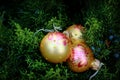 Christmas decorations - golden color balls Royalty Free Stock Photo