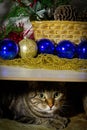 Christmas decorations and pine cones on the branches of a Christmas tree. A gray tabby cat peeks out from under them