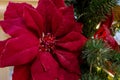 Christmas decorations Red flower hanging on a branch Garland is shining Close-up Royalty Free Stock Photo