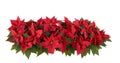 Christmas Decorations - Red Poinsettia Royalty Free Stock Photo