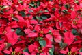 Christmas Decorations - Red Poinsettia Royalty Free Stock Photo