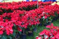 Christmas Decorations - Red Poinsettia Royalty Free Stock Photo