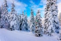 Christmas decorations on a snow covered fir tree in the winter forest Royalty Free Stock Photo