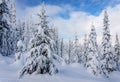 Christmas decorations on snow covered pine trees in the forest Royalty Free Stock Photo