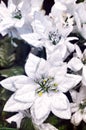 Christmas decorations white flowers close-up pedal Royalty Free Stock Photo