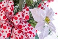 Christmas decorations - white Poinsettia with red and white bow Royalty Free Stock Photo