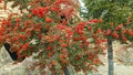 Red kokina flower with green leaves at the flower strore