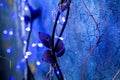 Christmas deep blue cracked background with blue highlights and garland,