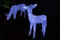 Christmas deer at the Canberra Sids and Kids light display