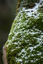 Christmas details: selective focus on snowflakes over green moss.