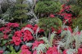 A holiday display with topiaries, ferns, and Red elf Poinsettias Royalty Free Stock Photo