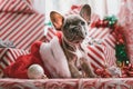 Christmas dog Royalty Free Stock Photo