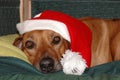 Christmas dog Royalty Free Stock Photo