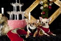 Christmas dog Royalty Free Stock Photo