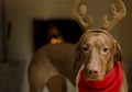 Christmas Dog Royalty Free Stock Photo