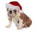 Christmas dog Royalty Free Stock Photo