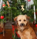 Christmas dog Royalty Free Stock Photo