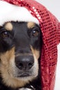 Christmas dog Royalty Free Stock Photo