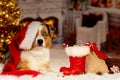 Christmas, dog Australian Shepherd lies idyllically in front of Royalty Free Stock Photo