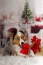 Christmas, dog Australian Shepherd lies idyllically in front of Royalty Free Stock Photo