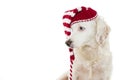 CHRISTMAS DOG BANNER. CUTE PUPPY WITH BLUE EYES WEARING A STRIPE
