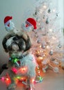 Christmas dog with Christmas tree
