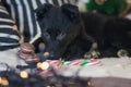 Christmas dog concept. Black dog. Puppy animals. New year Royalty Free Stock Photo