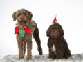 Christmas dog concept image with labradoodles