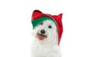 CHRISTMAS DOG. CUTE MALTESE WEARING A RED AND GREEN SANTA CLAUS HAT. ISOLATED SHOT AGAINST WHITE BACKGROUND Royalty Free Stock Photo