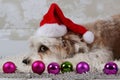 Funny havanese dog is lying in the studio with colorful christmas decoration in the front