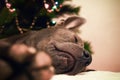 Christmas dog deer liying and sleeping