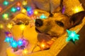 Christmas dog with fairy lights