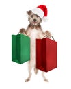 Christmas Dog Holding Shopping Bags Royalty Free Stock Photo