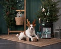 christmas dog. jack russell in a festive home interior. holidays with a pet