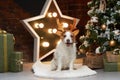 christmas dog. jack russell in a festive home interior. holidays with a pet