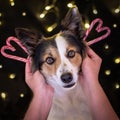 Christmas dog with loving hands Royalty Free Stock Photo