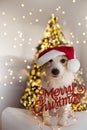 CHRISTMAS DOG PORTRAIT. FUNNY JACK RUSSELL PUPPY WEARING RED SANTA CLAUS HAT AND A MERRY CHRISTMAS SIGN UNDER CHRISTMAS TREE