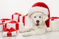 Christmas Dog with Present Gift Box, White Retriever, Santa Hat Royalty Free Stock Photo