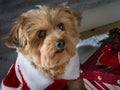 Christmas dog with a present Royalty Free Stock Photo