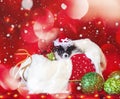 Christmas Dog, Puppy in Santa Hat with bokeh background Royalty Free Stock Photo