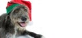 CHRISTMAS DOG WITH SANTA CLAUS HAT. WEB BANNER OR GRETTING CARD.