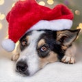 Christmas dog with Santa hat Royalty Free Stock Photo