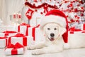 Christmas Dog in Santa Hat with Gift Boxes. Funny White Retriever Puppy in front of Shining Fireplace and Xmas Tree Lights Royalty Free Stock Photo