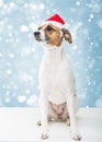 Christmas dog in santa hat Royalty Free Stock Photo