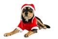 A Christmas dog in Santa outfit Royalty Free Stock Photo