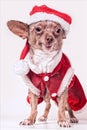 Christmas dog smile Royalty Free Stock Photo
